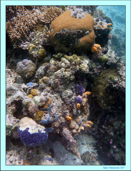 2009    07   Kapalai 04